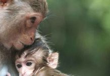 ¡Insólito! Mono pide ayuda para su bebé en la India