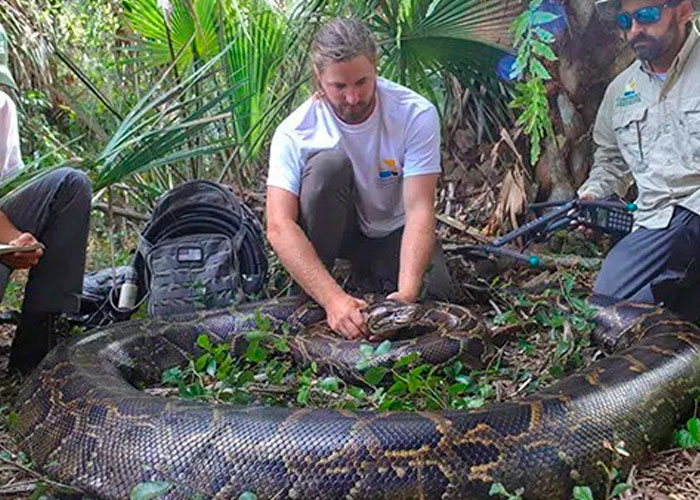 Encuentran la pitón más grande del mundo en Florida