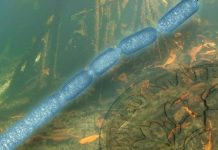 Encuentran bacterias 5 mil veces mayores de lo normal en manglares