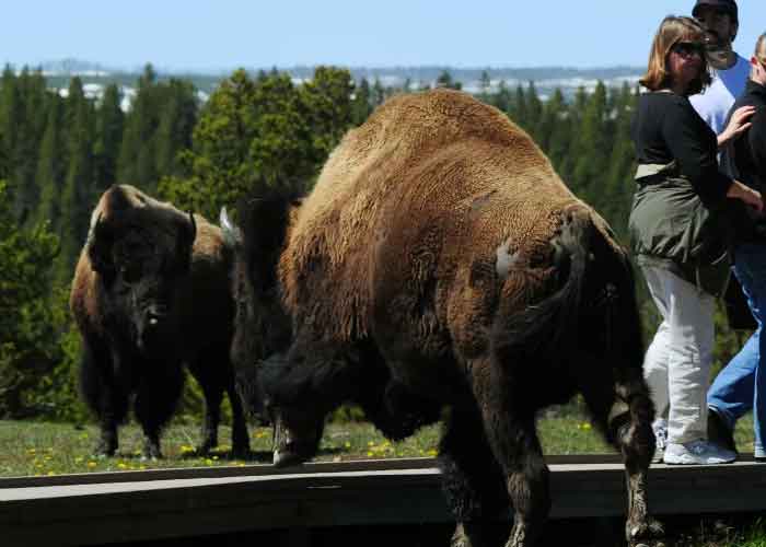 En video: Familia es atacada por bisonte en Yellowstone