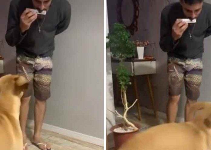 Viral: Joven hace bailar a su perro con armónica