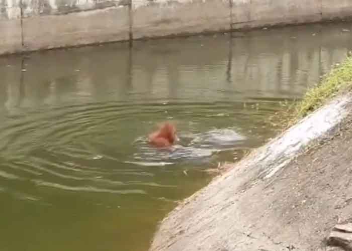 Viral: Orangután rescatado de ahogarse por cuidador de zoológico