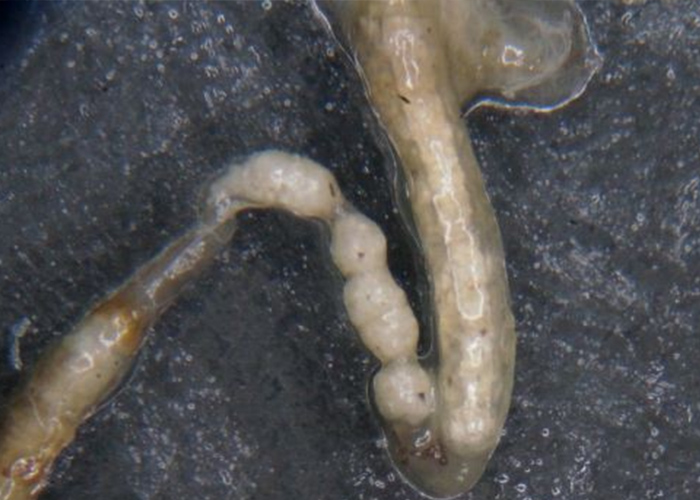 "Supergusanos": una larva que come plástico propone una solución a la contaminación