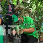 Productores aprenden a injertar plantas frutales en la Isla de Ometepe