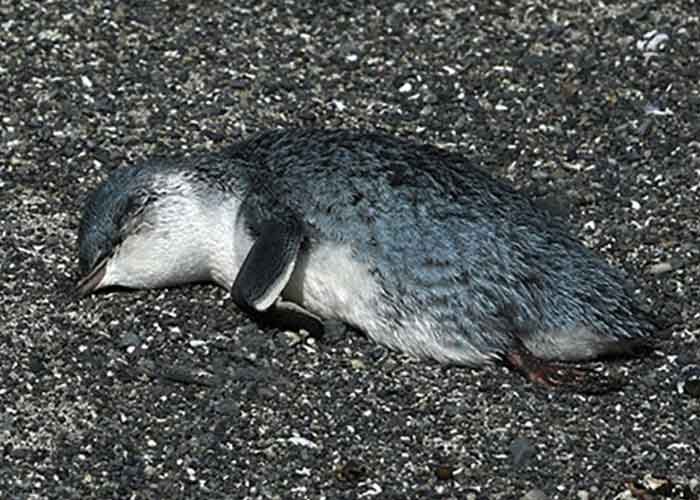 Cientos de pingüinos en Nueva Zelanda mueren por causas desconocidas