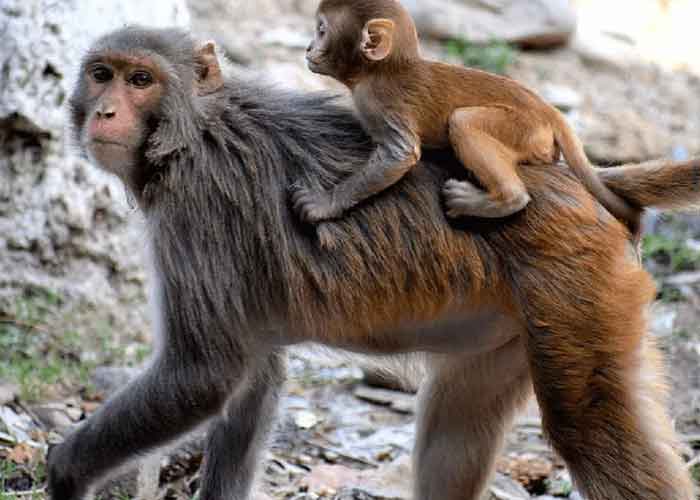 ¡Insólito! Mono pide ayuda para su bebé en la India