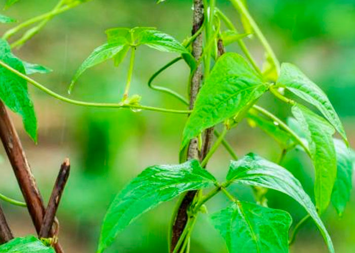 Virus vegetal: Posible cura contra cáncer de Colon