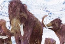 Hallan cría momificada de un mamut lanudo de hace 30 mil años en Canadá