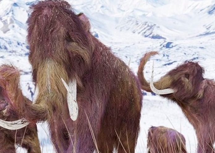 Hallan cría momificada de un mamut lanudo de hace 30 mil años en Canadá