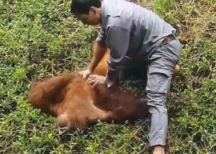 Viral: Orangután rescatado de ahogarse por cuidador de zoológico