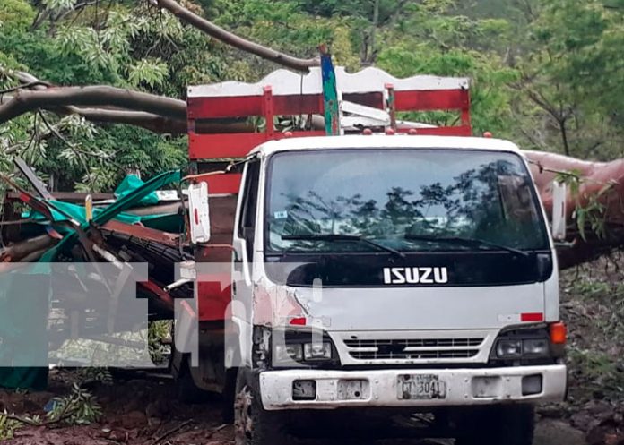 Un árbol cae sobre un camión y deja dos lesionados en Chontales