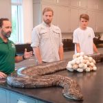Encuentran la pitón más grande del mundo en Florida