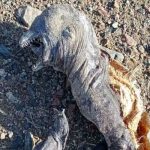 "Parece un orco": Extraño animal es encontrado en Egipto
