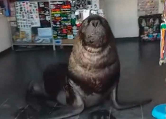 Un lobo marino atiende en un local e incluso "discute" con los clientes