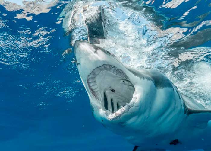 Tiburón se traga una cámara y muestra impresionantes imágenes del interior