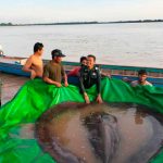 Atrapan en Camboya al pez de agua dulce más grande del mundo