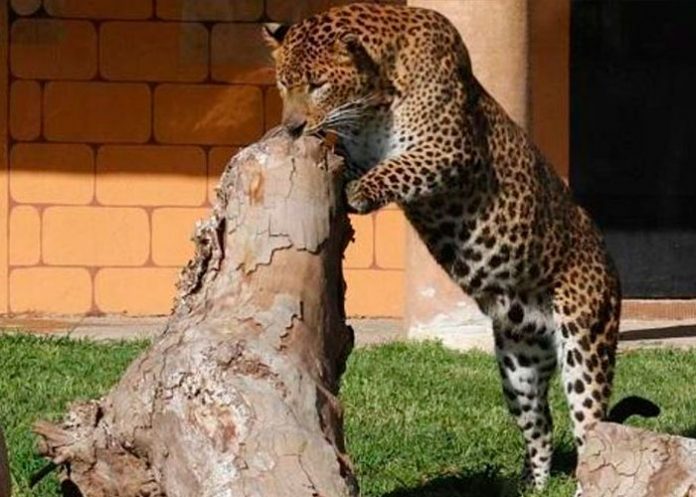Un leopardo ataca con mordida a su cuidador de un zoológico en Argentina