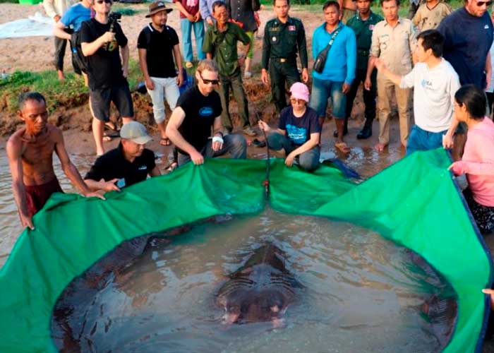 Atrapan en Camboya al pez de agua dulce más grande del mundo