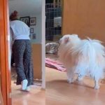 Viral: Perrito imita a su dueña que camina en muletas