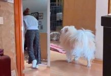 Viral: Perrito imita a su dueña que camina en muletas