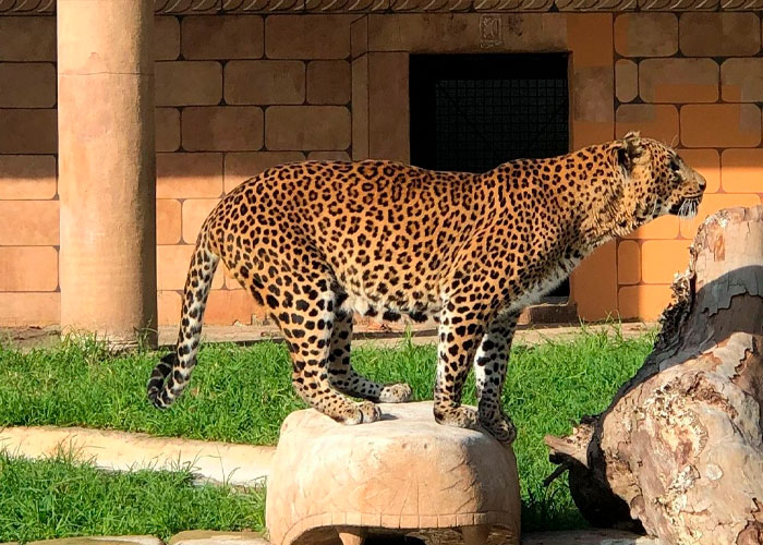  Un leopardo ataca con mordida a su cuidador de un zoológico en Argentina