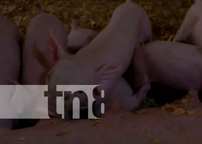 Actividad porcina en Nicaragua avanza por buen camino