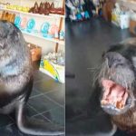 Un lobo marino atiende en un local e incluso "discute" con los clientes