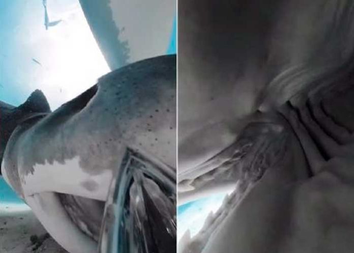 Tiburón se traga una cámara y muestra impresionantes imágenes del interior