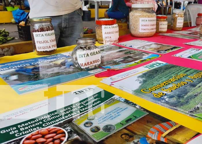 Foto: INTA Granada realiza exposiciones de semilla para cosecha 2022 / TN8