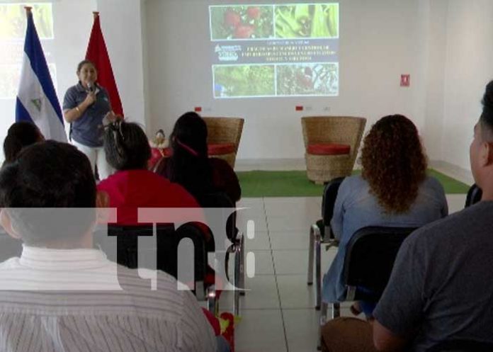 Foto: INTA en Nicaragua capacita a productores sobre el manejo de enfermedades en hortalizas / TN8