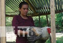 Foto: Mujer emprende exitoso negocio de aves exóticas en Rivas / TN8