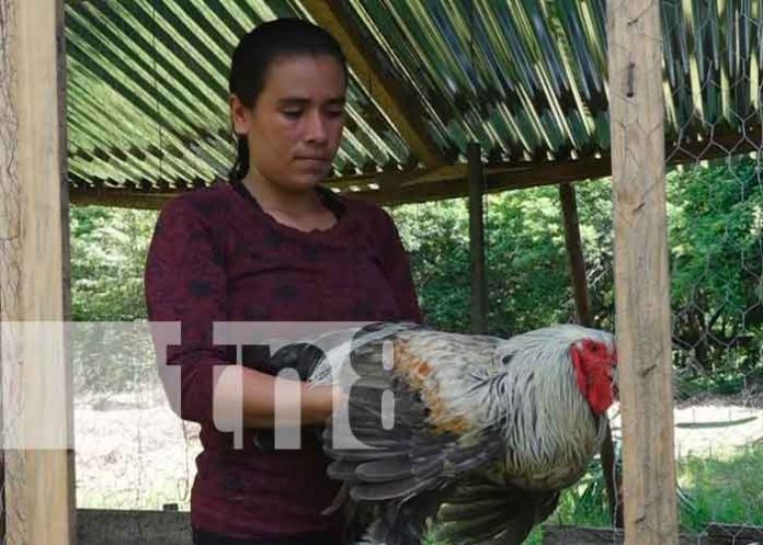 Foto: Mujer emprende exitoso negocio de aves exóticas en Rivas / TN8