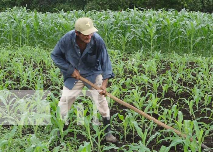 Agricultores de Rivas expectantes para la siembra de primera 