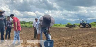 INTA promueve variedades de soya entre productores de Chinandega
