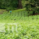 Buena producción agrícola 2022 en Nicaragua