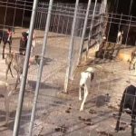 Rescatan 300 animales de una finca en España 