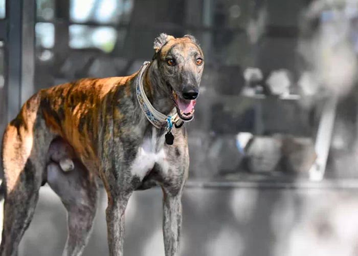 Rescatan 300 animales de una finca en España