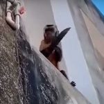 Mono armado con un cuchillo siembra el terror en un barrio de Brasil