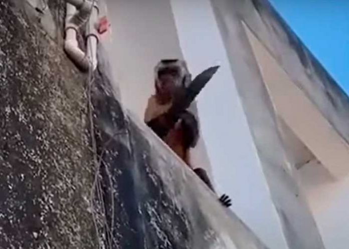 Mono armado con un cuchillo siembra el terror en un barrio de Brasil