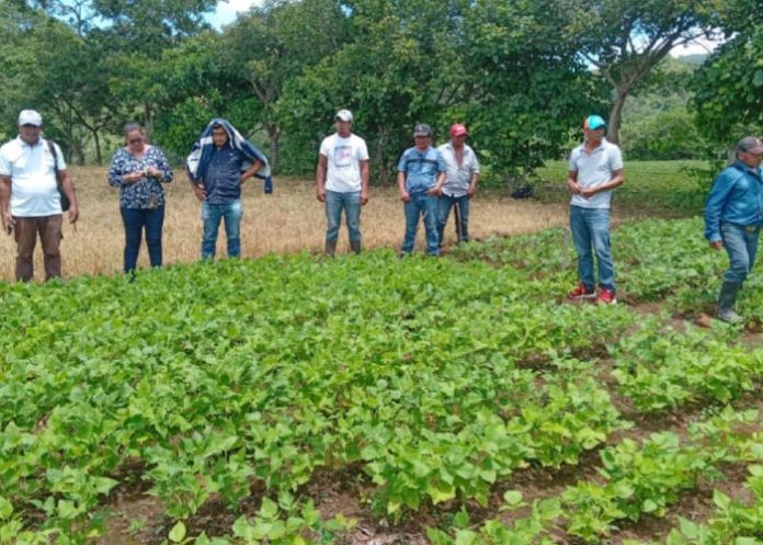 Se realizó capacitación a productores de granos básicos de Matagalpa