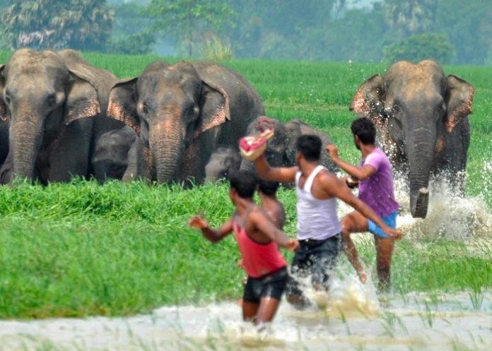 Un elefante mata a una mujer en la India y llega al funeral