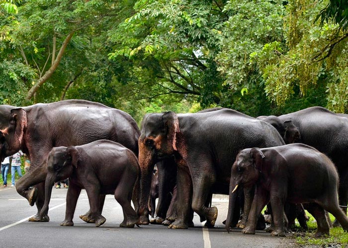 Un elefante mata a una mujer en la India y llega al funeral