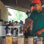 Productores mantienen semillas criollas para la cosecha en Madriz