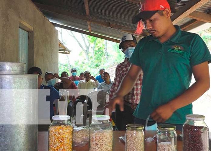 Productores mantienen semillas criollas para la cosecha en Madriz