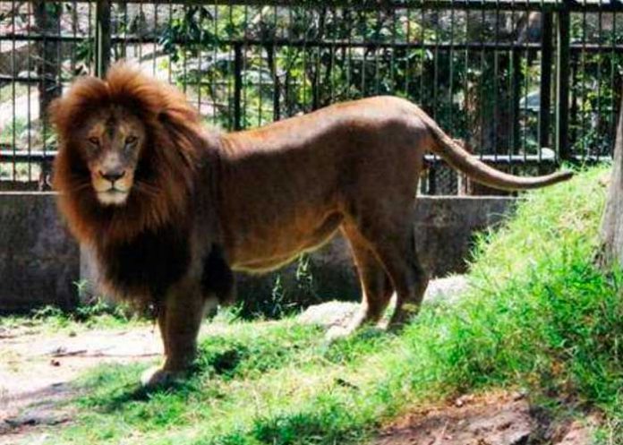 ¡Imágenes sensibles! Feroz ataque de león en zoológico en Honduras