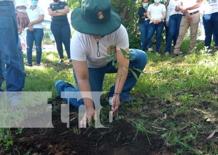 Jornada de reforestación del MINSA y el INAFOR en Nicaragua