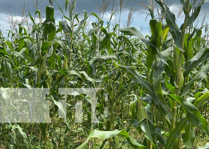 Variedad de maíz presentada por el INTA Nicaragua