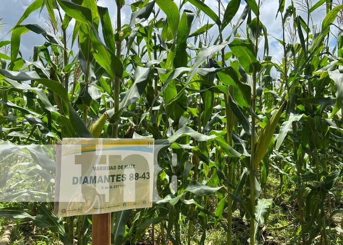 Variedad de maíz presentada por el INTA Nicaragua