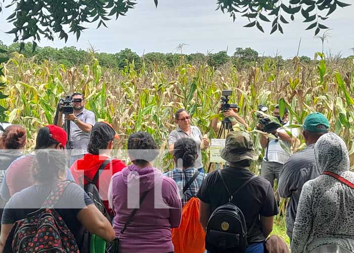 Enseñan a productores de maíz en Managua sobre variedad de semillas