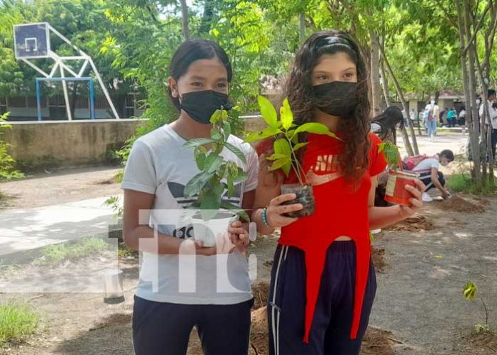 Reforestación desde colegios de Managua